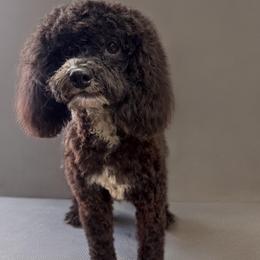 Bessie - Black female Cockapoo puppy in Lebanon, Kentucky from Mosaic Merle Doodles