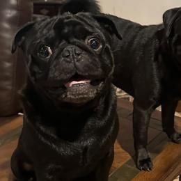 Luca - Pug