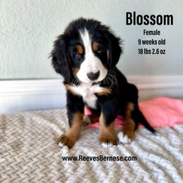 Blossom - Peach - Black rust and white Bernese Mountain Dog puppy in Lehi, Utah from Reeves Bernese