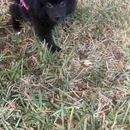Mia - Black parti female Pomeranian puppy in Fort Myers, Florida from Poms in Paradise