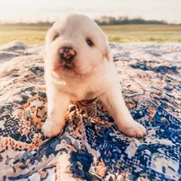 Elizabeth - White female Great Pyrenees puppy in New Palestine, Indiana from Hitchcock Homestead