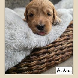 Amber - Red  female Goldendoodle puppy in Richmond, Virginia from Highland Grove Doodles, LLC