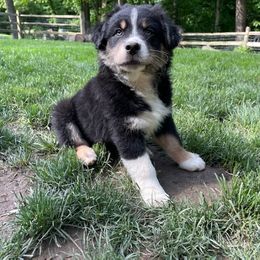Derecho - Australian Shepherd puppy in Chillicothe, Ohio from Cosmic Aussies