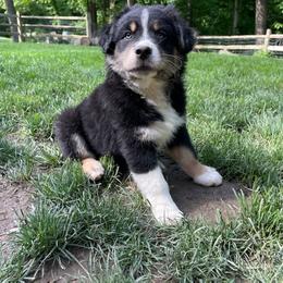 Derecho - Australian Shepherd puppy in Chillicothe, Ohio from Cosmic Aussies