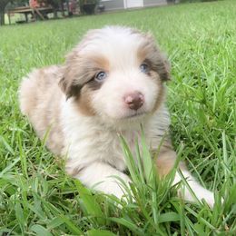 Boy 4 - Red merle Australian Shepherd puppy in Brooksville, Florida from Scattered Oaks Ranch