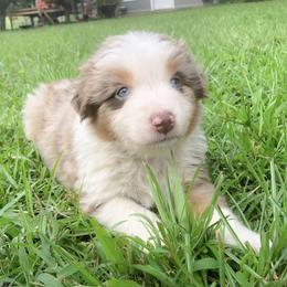 Boy 4 - Red merle Australian Shepherd puppy in Brooksville, Florida from Scattered Oaks Ranch
