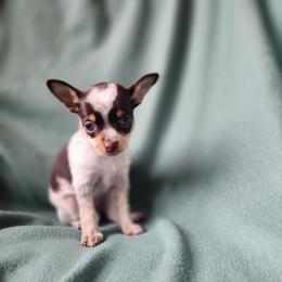 Marietta - Chocolate and white female Chihuahua puppy in Goodman, Missouri from Jessica's Dashing Dachsunds and Chihuahuas