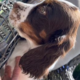 English Springer Spaniel Puppies from Silly Springers