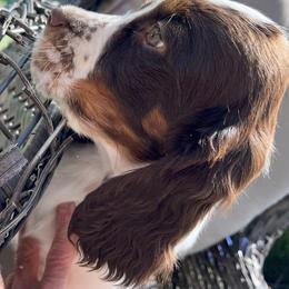 English Springer Spaniel Puppies from Silly Springers