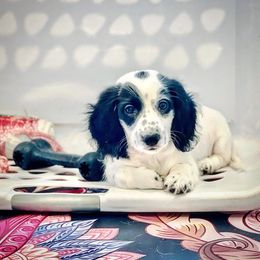Dachshund Puppies from Gypsy Miniature Dachshunds