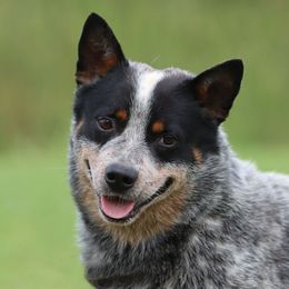 Tango - Australian Cattle Dog