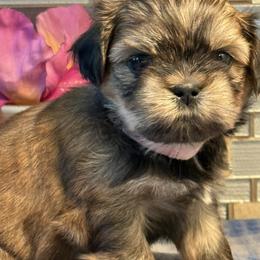 Pinky - Black gold and white female Shih Tzu puppy in Zephyrhills, Florida from Mary’s Shih Tzus