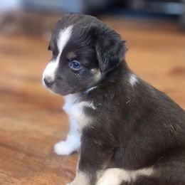 Weezy - Black tri Miniature Australian Shepherd puppy in Dalton City, Illinois from AA Aussies