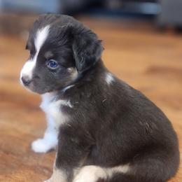 Weezy - Black tri Miniature Australian Shepherd puppy in Dalton City, Illinois from AA Aussies