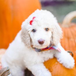 English Springer Spaniel and Poodle Puppies from Haskeez