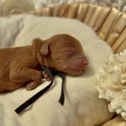 Nestle - Red male Cavapoo puppy in Arlington, Texas from Van Haselen Poodles and Doodles