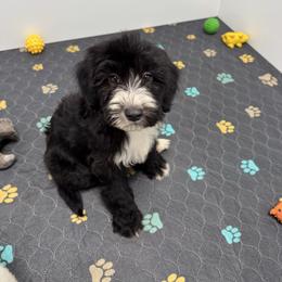 Bambi - Black and white female Sheepadoodle puppy in Los Angeles, California from Exquisite Doodles
