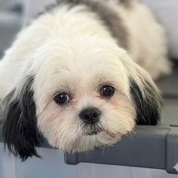 Blanca - Black and white female Shih Tzu puppy in Victorville, California from RUMBLE n TUMBLE