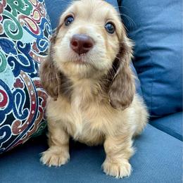 Yellow collar - Cream male Dachshund puppy in Cherry Valley, California from Sugar and Spice Dachshunds