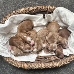 Boy 1 - Red  male Goldendoodle puppy in Placerville, California from New Dawn Poodles and Doodles