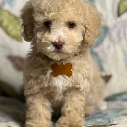 Boy2 062725 SC - Cream male Maltipoo puppy in Bakersfield, California from Silvia's Maltipoos