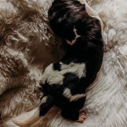 Newfoundland Puppies from Kinson Ridge Giants