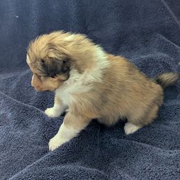 Red - Sable and white Shetland Sheepdog puppy in Lake Cumberland Area, Kentucky from Whitehaven Farm Shelties