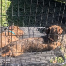 Mays - Dachshund