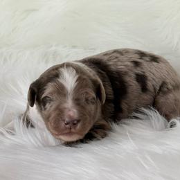 Theo - Red merle male Aussiedoodle puppy in Centerburg, Ohio from A Dose Of Doodle
