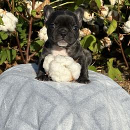 Boy - French Bulldog puppy in Waterproof, Louisiana from 3D Frenchies LLC