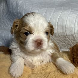 Beaux - Gold and white male Shih Tzu puppy in Covington, Georgia from Top Hats 2  Shih Tzu’s