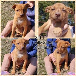Girl 1 - Red female Australian Kelpie puppy in Bradford, Arkansas from Cedar Rock Heelers and Kelpies