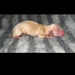 Ee cream red - Cream female Dachshund puppy in Carthage, Texas from Rafter C Ranch Doxies