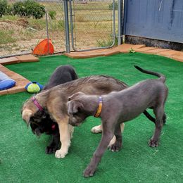 Irish Wolfhound Puppies from Wicked Wolfhounds Ltd.