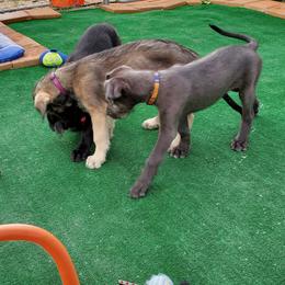 Irish Wolfhound Puppies from Wicked Wolfhounds Ltd.