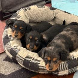 Dolly super Unique silver REVERSE Dapple She's your UNICORN - Dapple female Dachshund puppy in Crawford County, Arkansas from Louis' Litters
