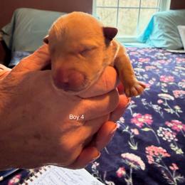 Boy 4 - Red brindle male Scottish Terrier puppy in Asheboro, North Carolina from Gail's Scottish Terriers