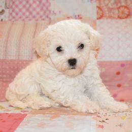 Romeo - White male Maltipoo puppy in Rainbow City, Alabama from Southland Farm Kennels