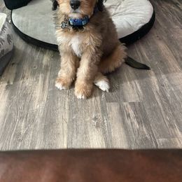 Bernedoodle Puppies from Refined Doodles