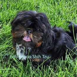 Rip - Shih Tzu