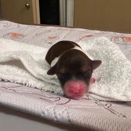 Pink girl - Chocolate and white female Havapoo puppy in Arlington, Washington from Havanese With Love Breeding Co.
