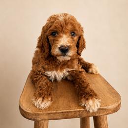 Red Color Male - Red  male Goldendoodle puppy in Loma Rica, California from BloomingPuppies