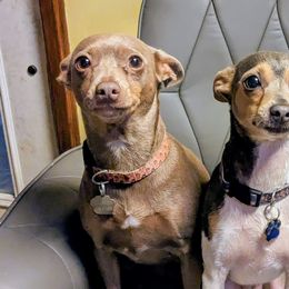 Dachshunds and Rat Terriers from Twin Hickory Ranch
