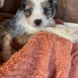 Aussiedoodle All Grown Up from Mini AussieDoodles on Meadow Lane