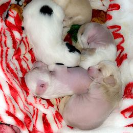 Chinese Crested and Poodle Puppies from Ariella Standard Poodles & Chinese Cresteds