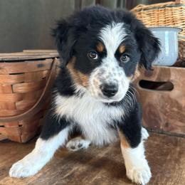 Shannon - Black tri-color female Australian Shepherd puppy in New Boston, New Hampshire from Painted Pup Australian Shepherds