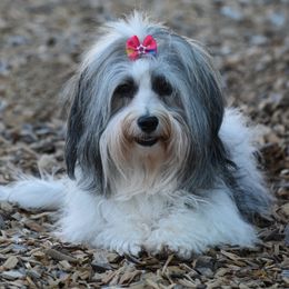 Kora - Havanese