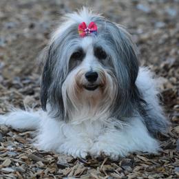 Kora - Havanese