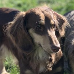 Nolly - Dachshund
