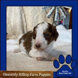 Ella's Navy Collar Girl - Parti female Poodle puppy in Charlo, Montana from Heavenly Hilltop Farm